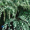 Spiraea crenata P2A P2AD